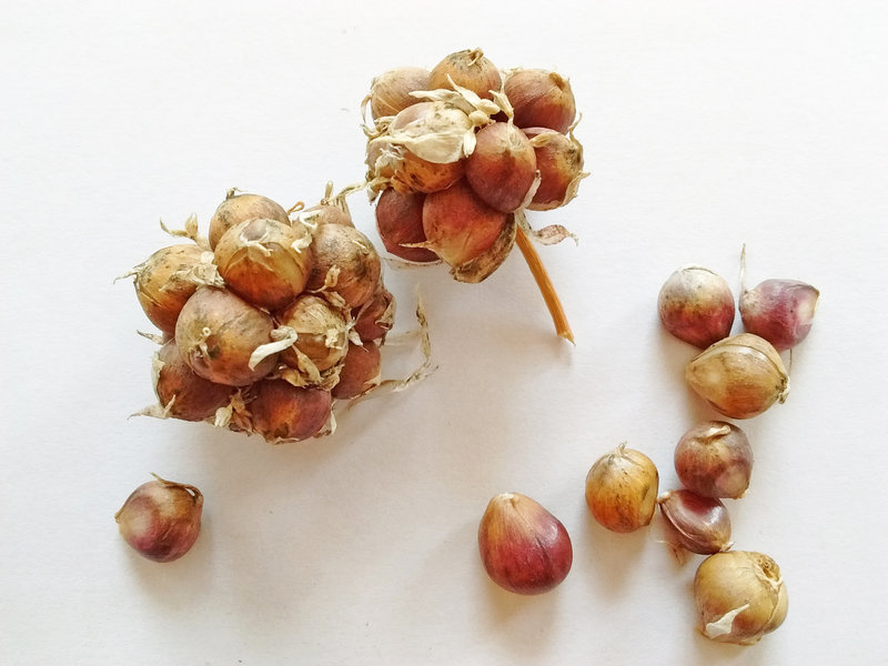 Semences d’ail par bulbilles